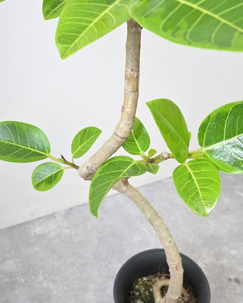 Amazon｜観葉植物 本物 フィカス・アルテシーマ・バリエガタ 6号